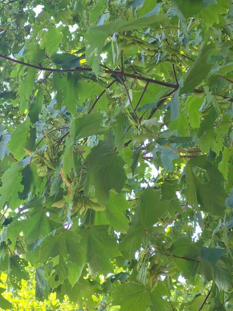 acer_platanoides - photo