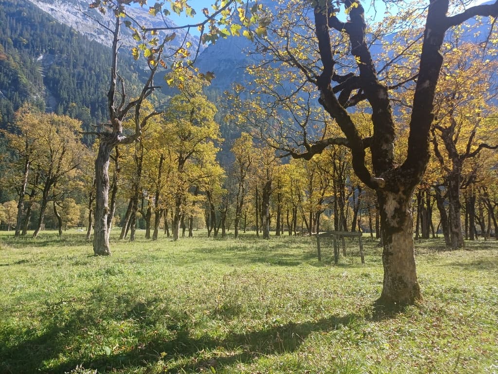 Érable sycomore : vieux arbres aux feuilles d'automne dans un pâturage alpin