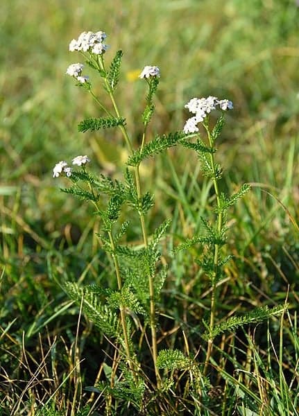 Achillée millefeuille - photo 1