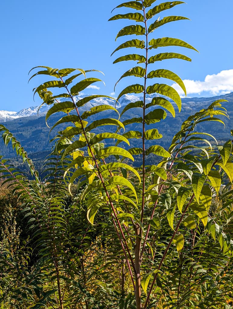 Ailante glanduleux : jeune arbre aux longues feuilles composées devant les montagnes