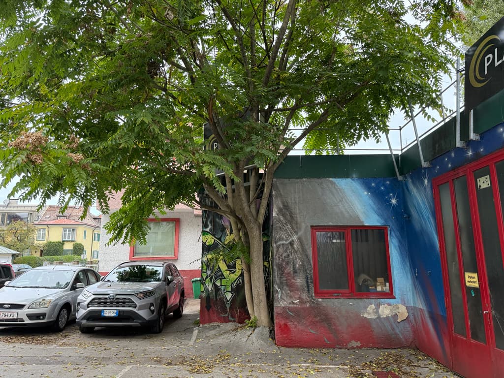 Ailante glanduleux : arbre adulte au feuillage composé