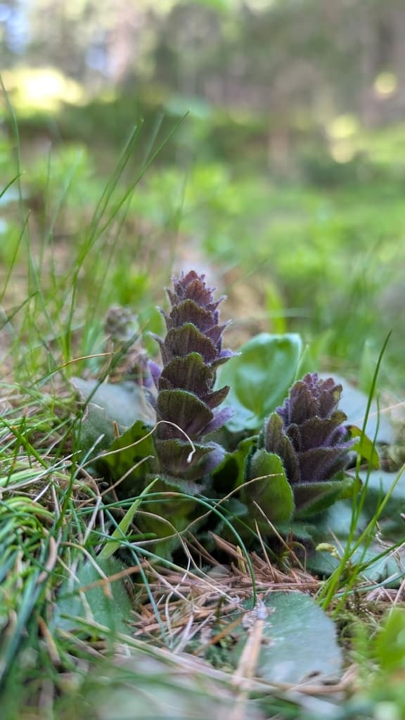 Ajuga pyramidalis - photo