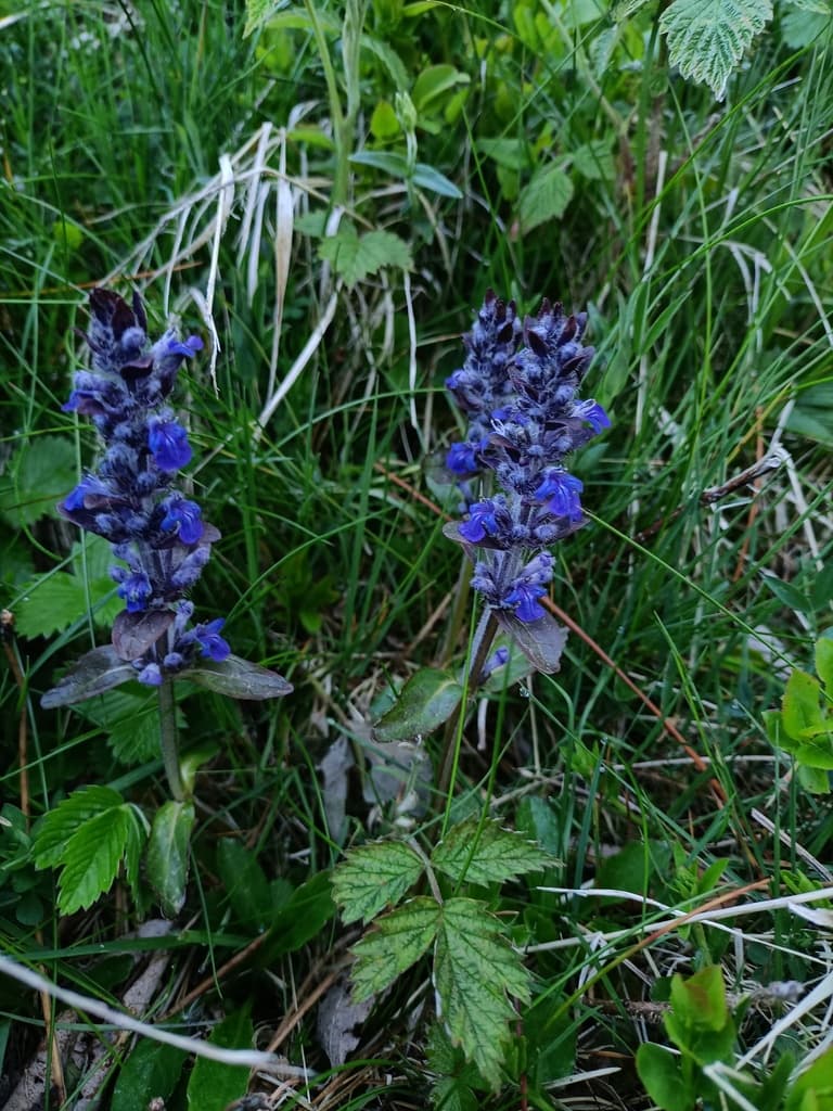 Bugle rampante : deux épis fleuris dans l'herbe