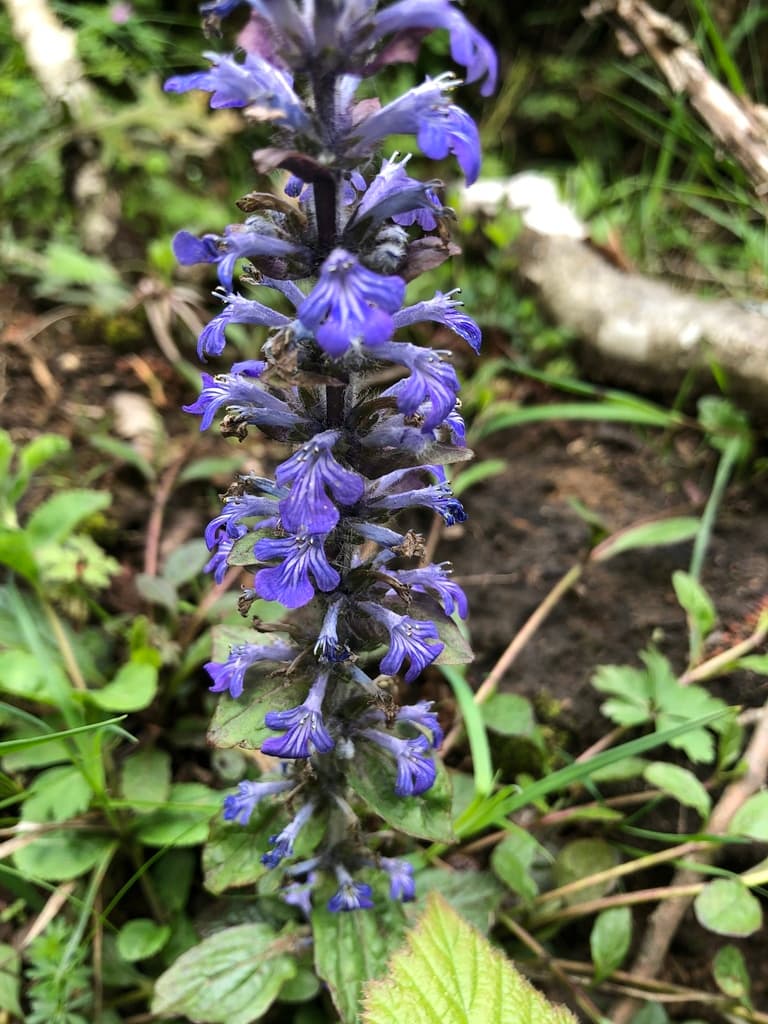 Bugle rampante : épi de fleurs bleu-violet