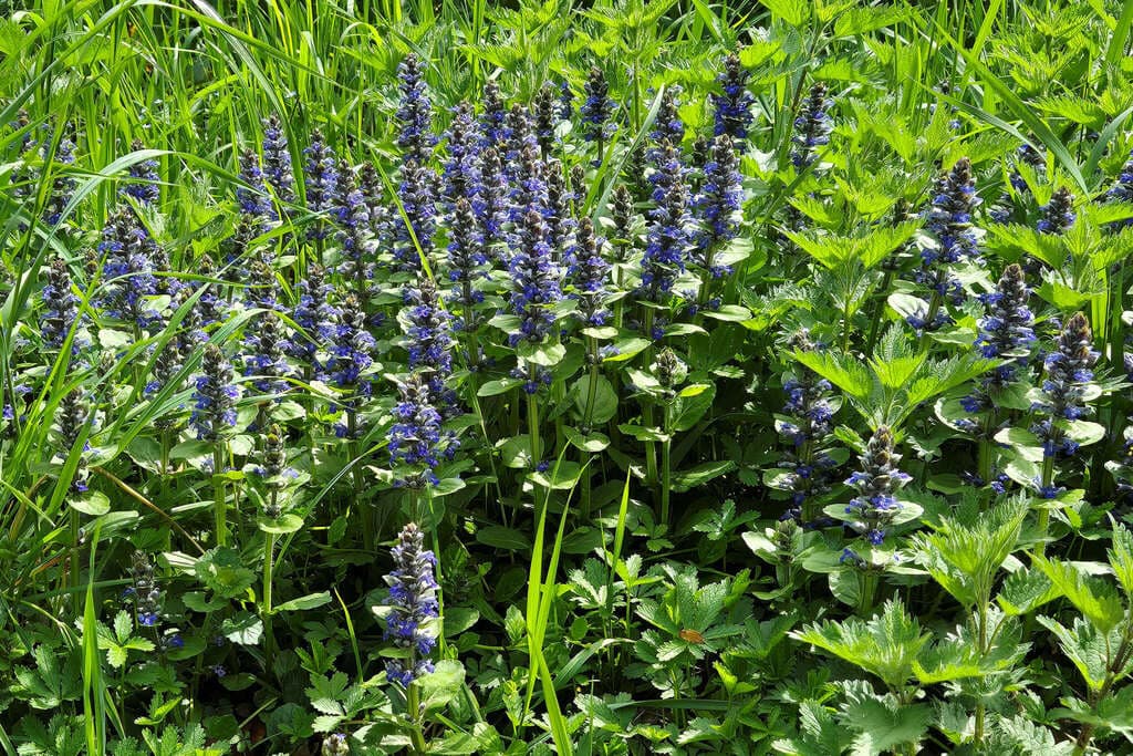 Bugle rampante : tapis de plantes en fleurs dans une prairie