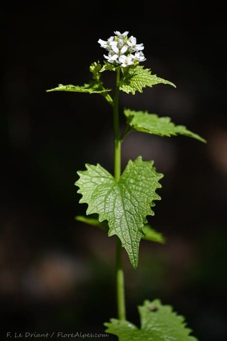 Alliaire officinale - photo 1