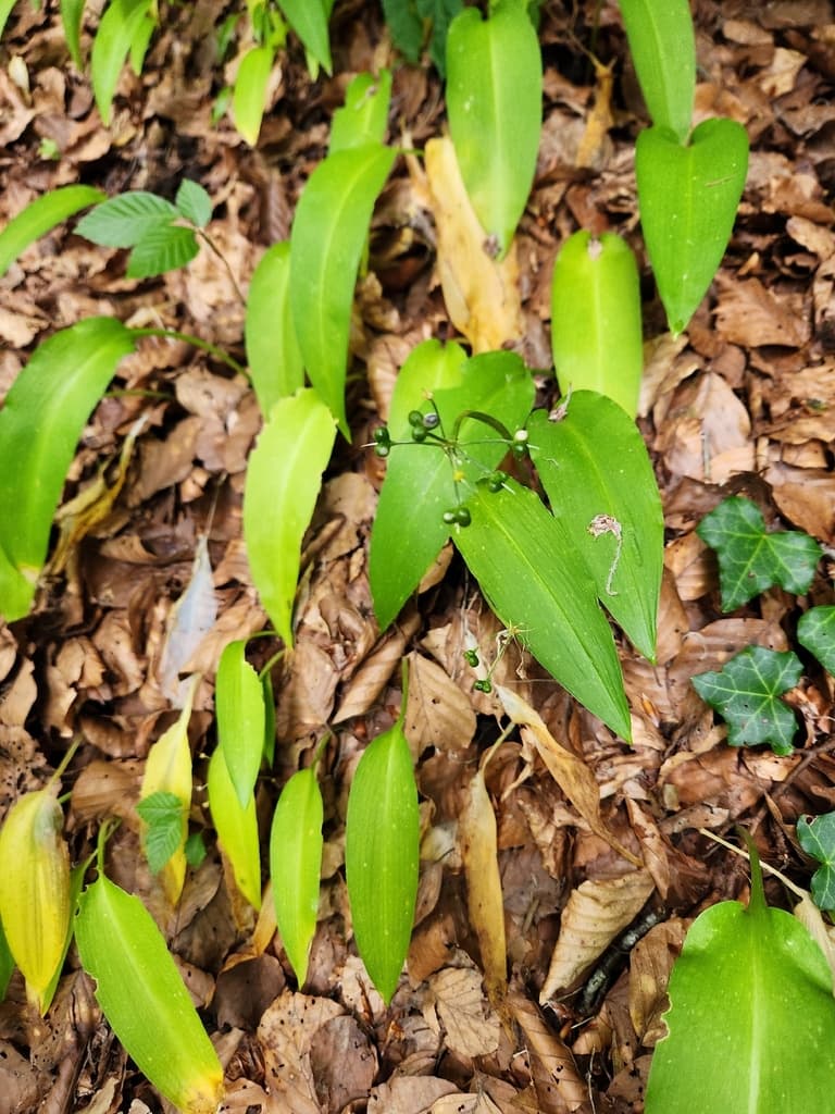 Allium ursinum - photo