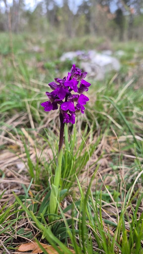 Orchis bouffon : plante entière en fleur dans une pelouse