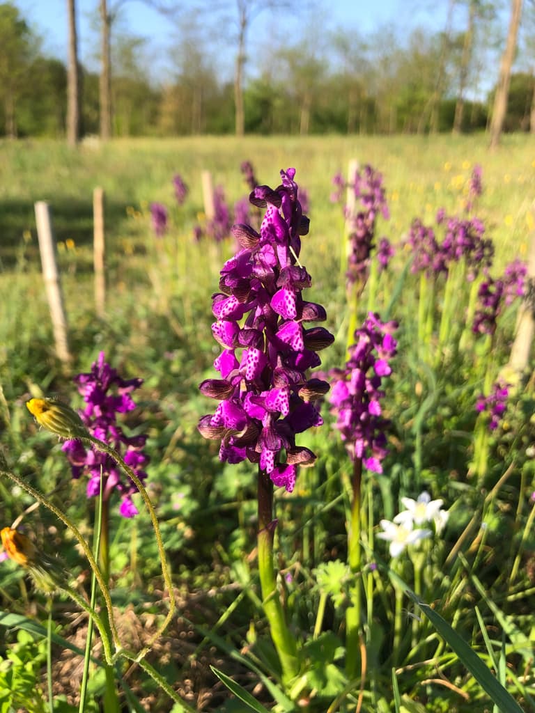 Orchis bouffon : plusieurs hampes fleuries dans une prairie