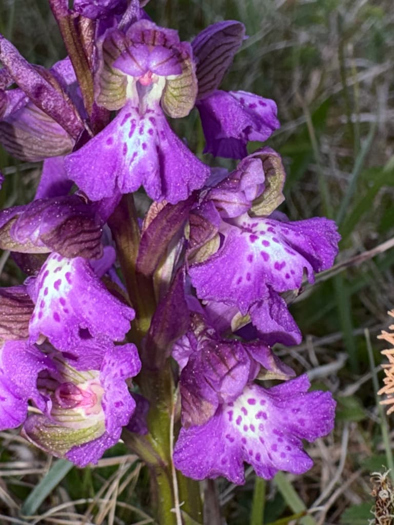 Orchis bouffon : fleurs violettes au labelle moucheté et casque veiné de vert