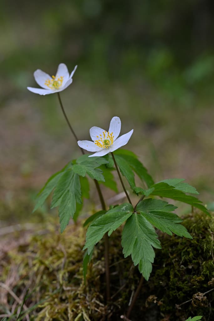 Anemonoides nemorosa - photo