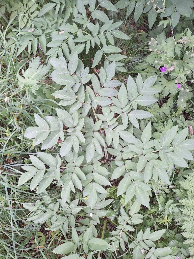 Angelica sylvestris - photo