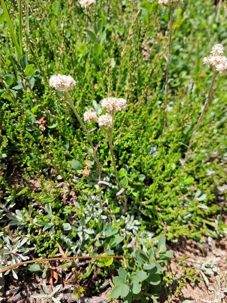 Antennaria dioica - photo