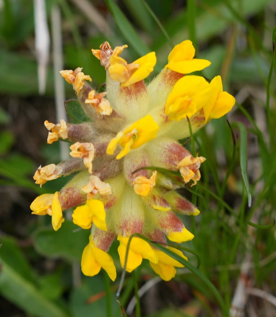 Anthyllide vulnéraire : capitule de fleurs jaunes aux calices velus