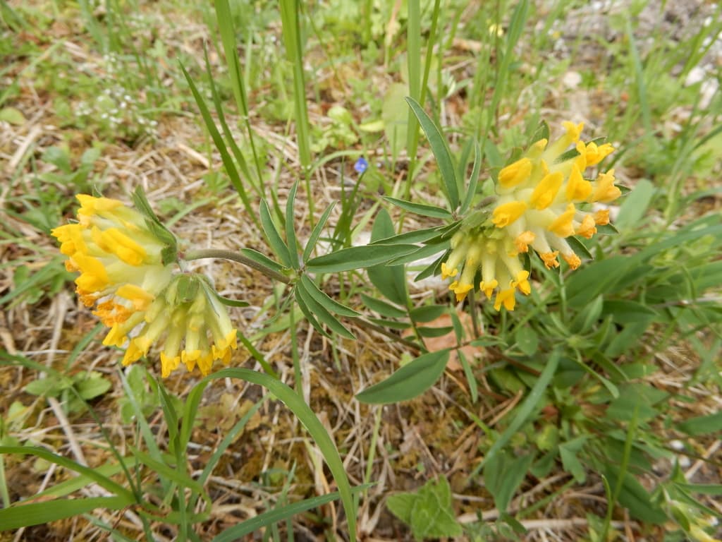 Anthyllide vulnéraire : deux capitules sur feuilles à folioles étroites