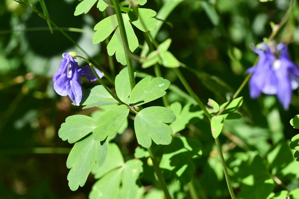 Aquilegia vulgaris - photo