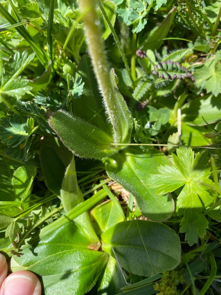 Arnica montana - photo