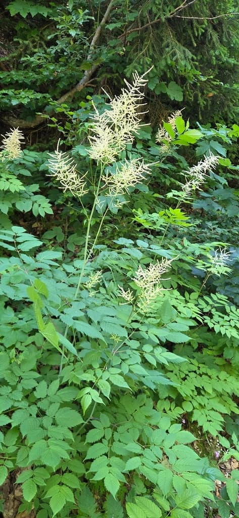 aruncus_dioicus - photo