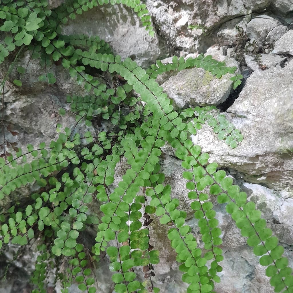 Capillaire des murailles : longues frondes sur un amas de pierres calcaires