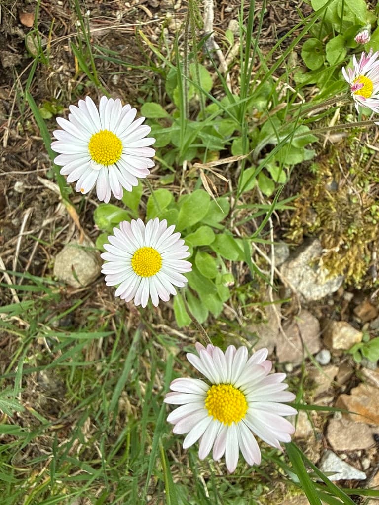Bellis perennis - photo