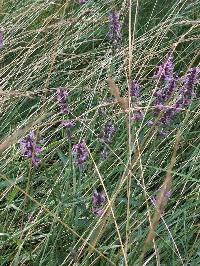 betonica_officinalis - photo