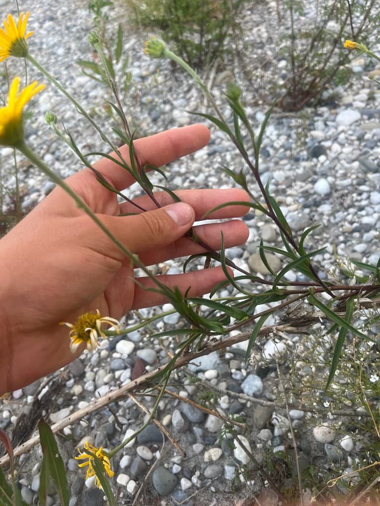 Buphthalmum salicifolium - photo