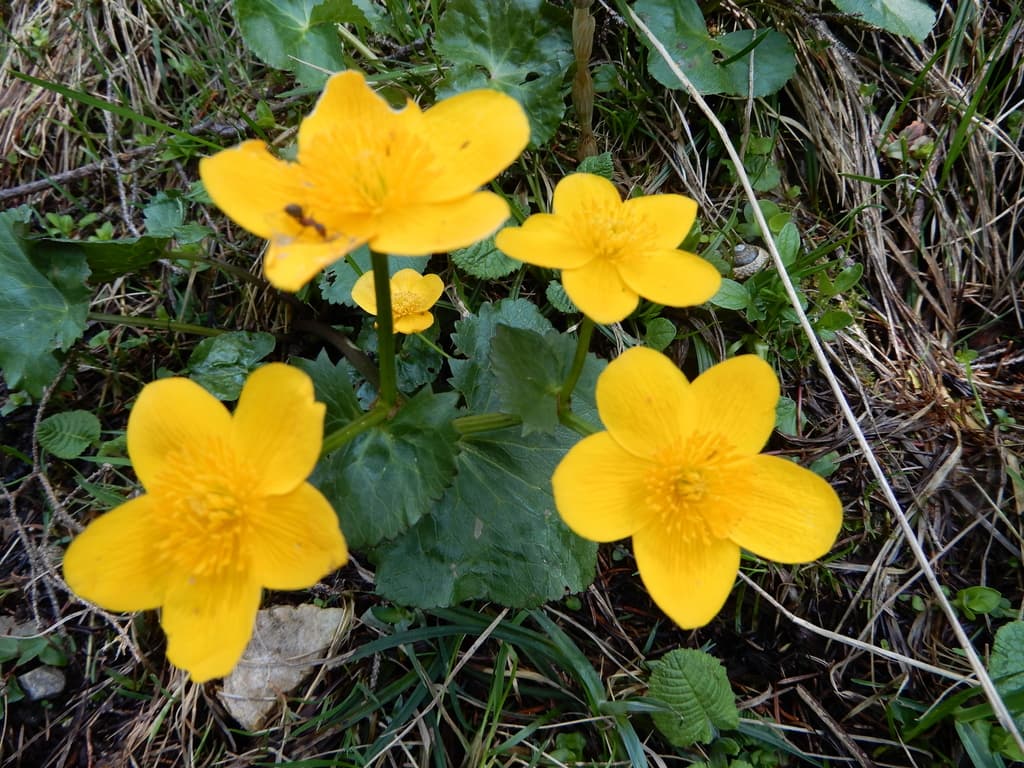 Populage des marais : fleurs jaune d'or