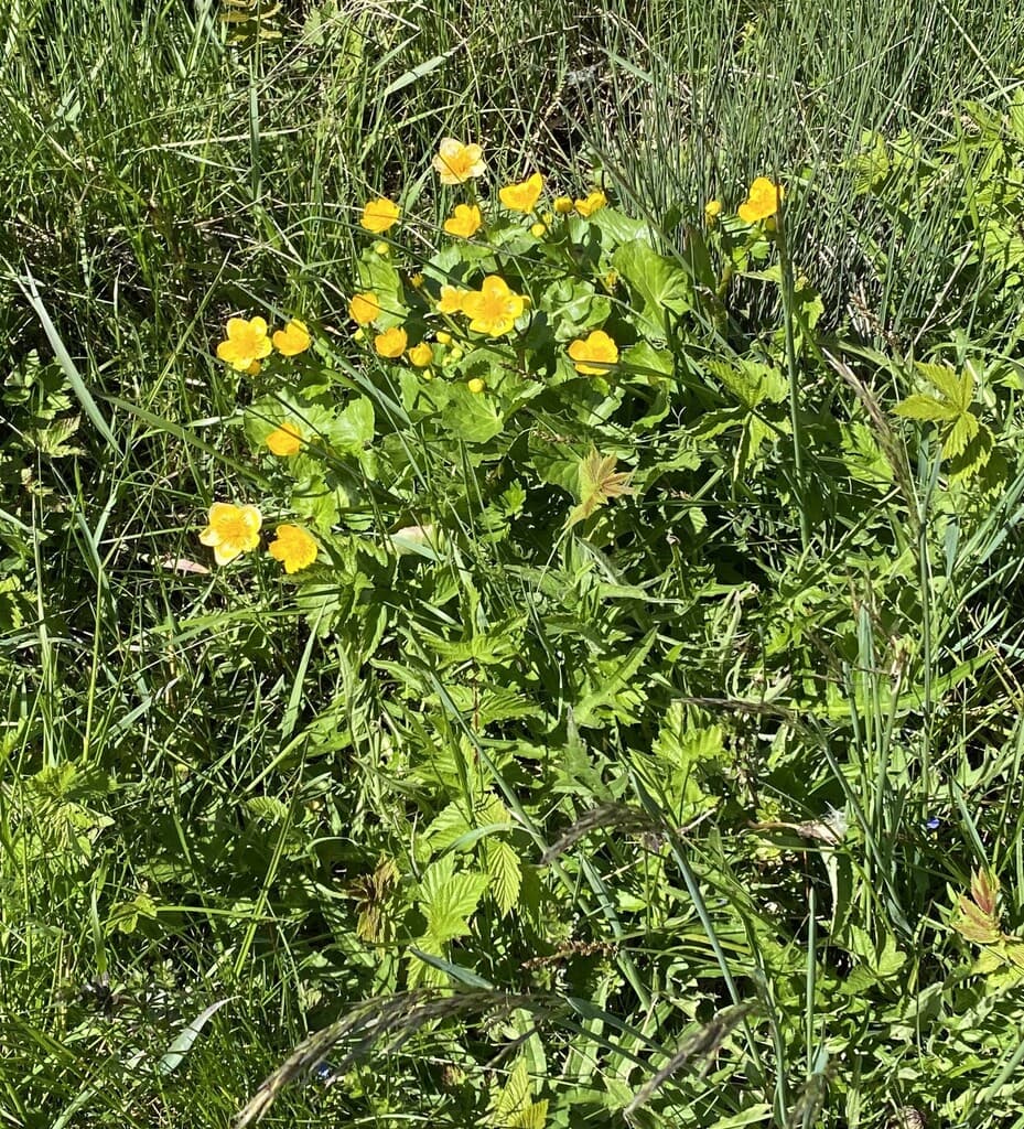 Populage des marais : touffe fleurie dans une prairie humide
