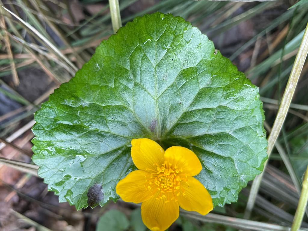 Populage des marais : feuille luisante en cœur et fleur