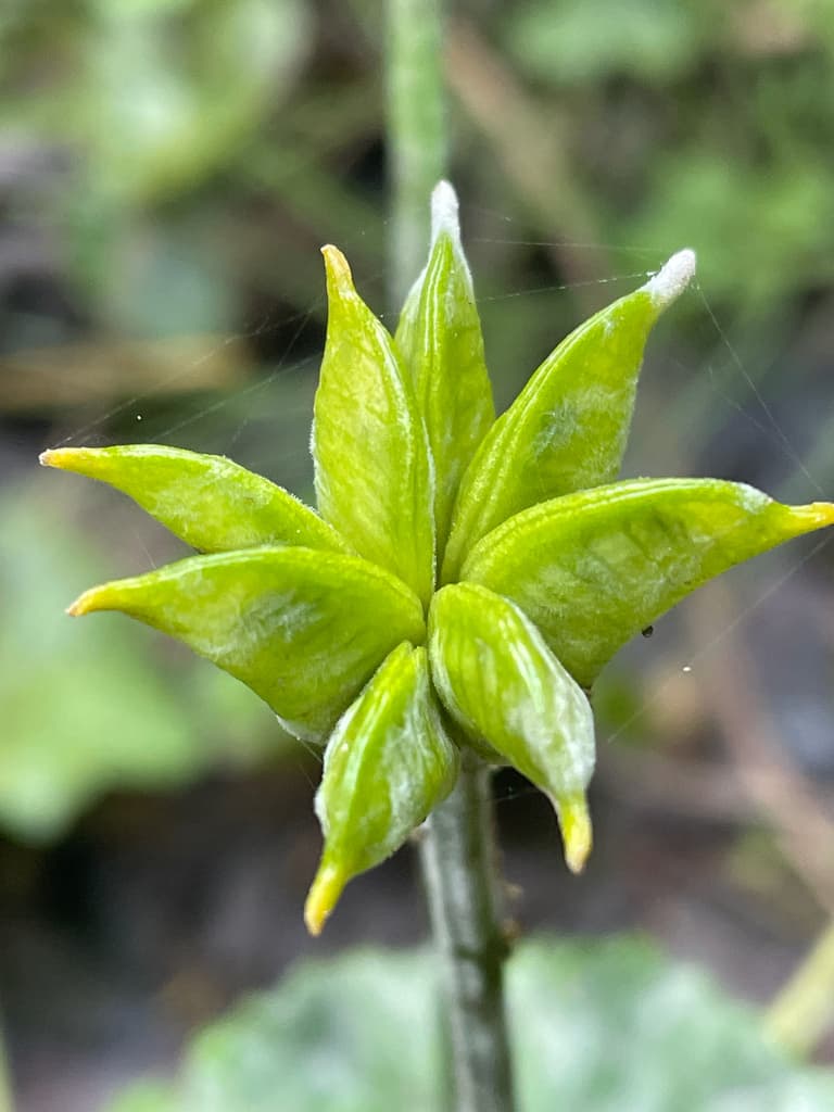 Populage des marais : follicules verts en étoile