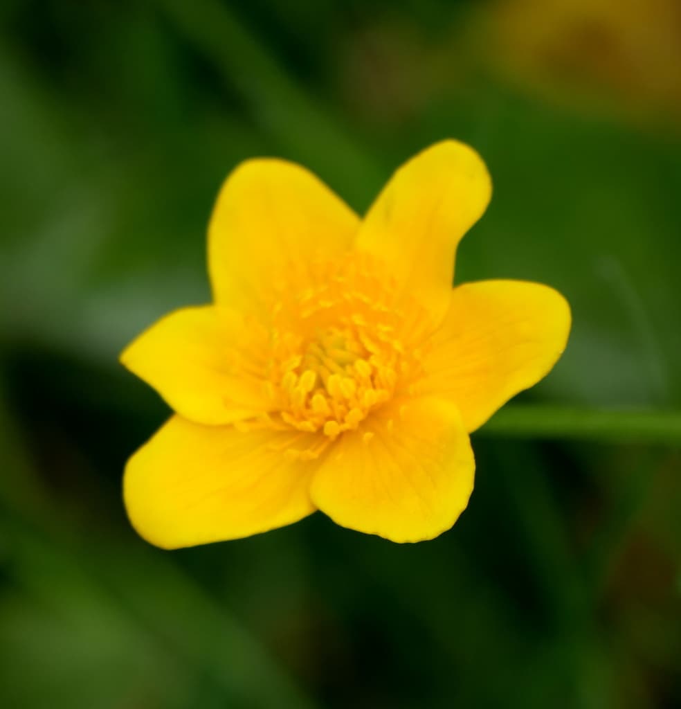 Populage des marais : fleur à cinq tépales et étamines