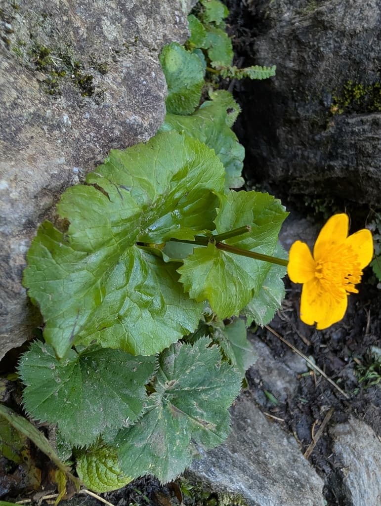 Populage des marais : rosette de feuilles dentées sur rochers humides