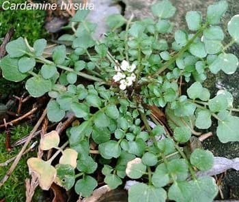 Cardamine hirsute - photo 1