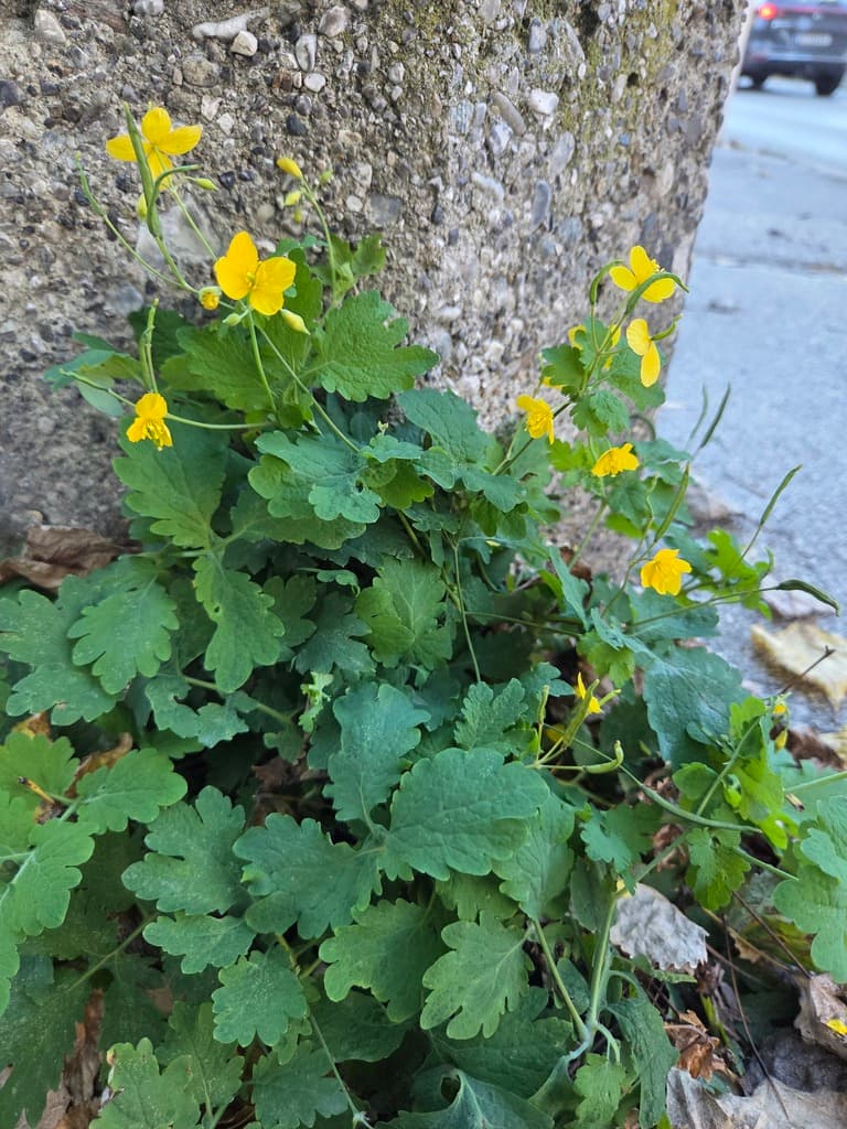 Chélidoine : plante en fleurs contre un mur
