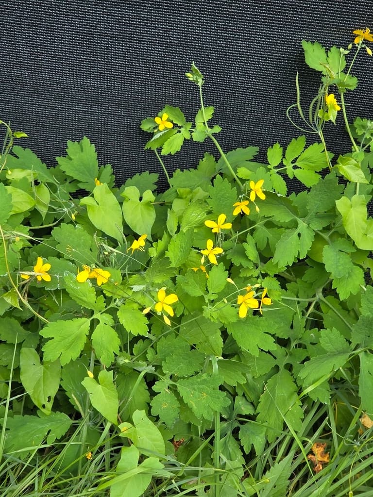 Chélidoine : touffe fleurie au pied d'un mur