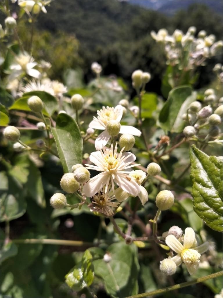 Clématite des haies : panicules de fleurs blanc verdâtre