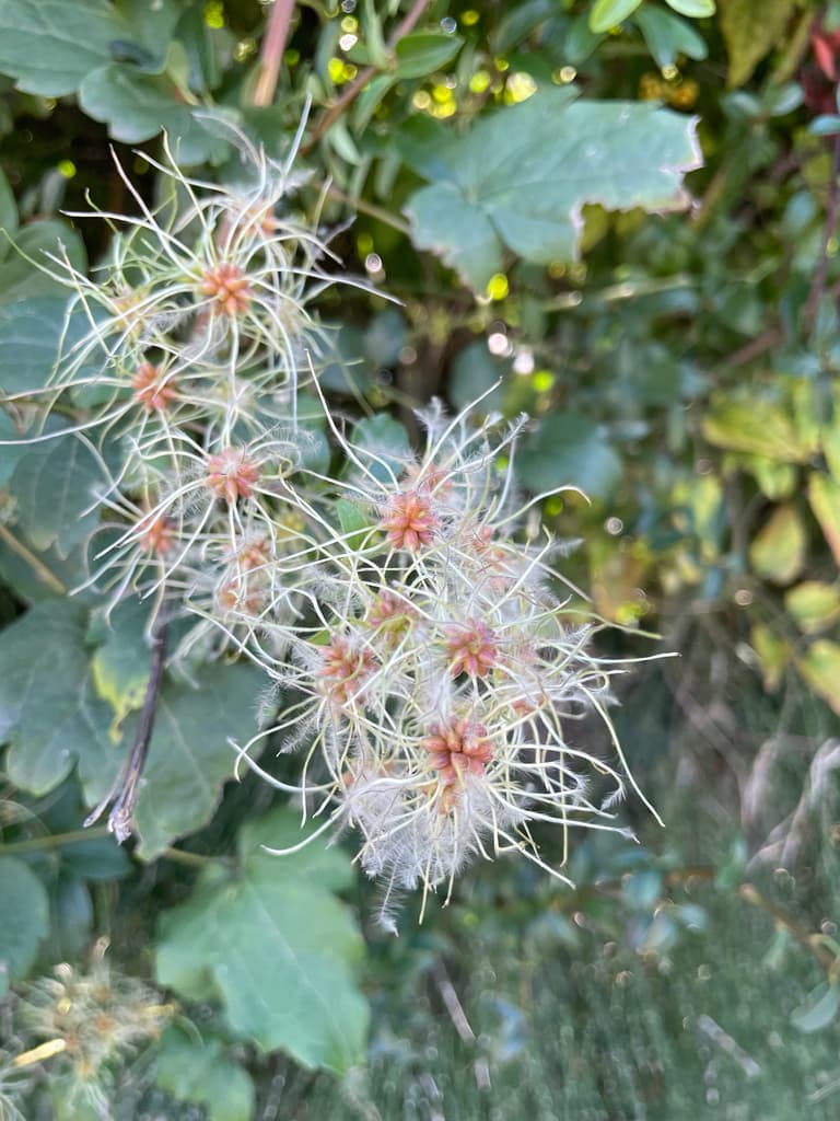 Clématite des haies : fruits à aigrettes plumeuses
