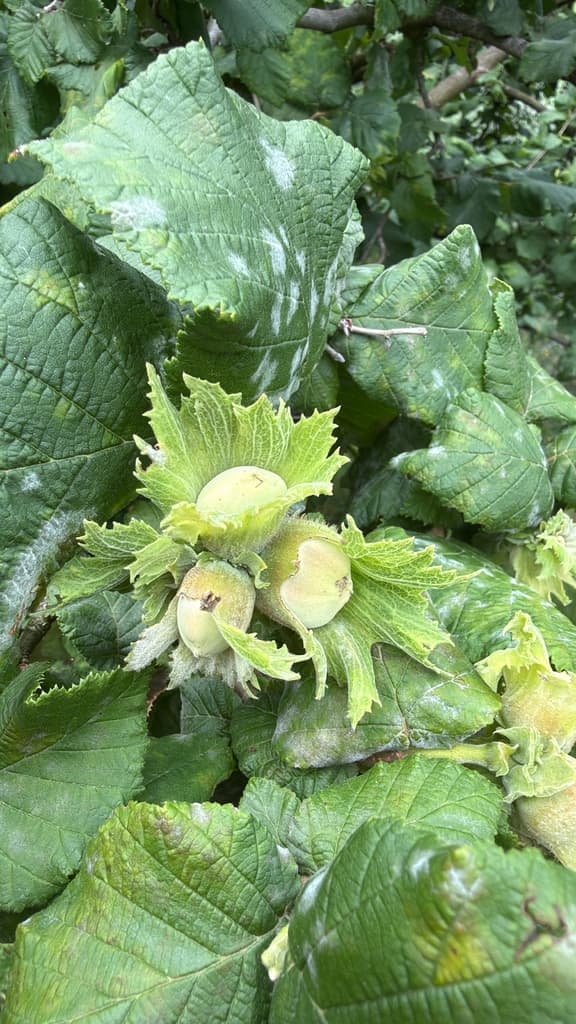 Noisetier : noisettes immatures dans leur involucre foliacé