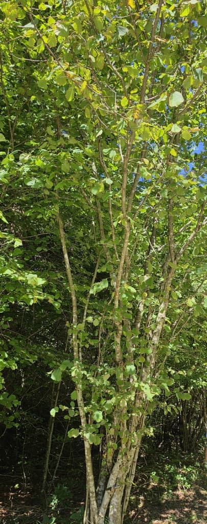 Noisetier : port en cépée dans un sous-bois