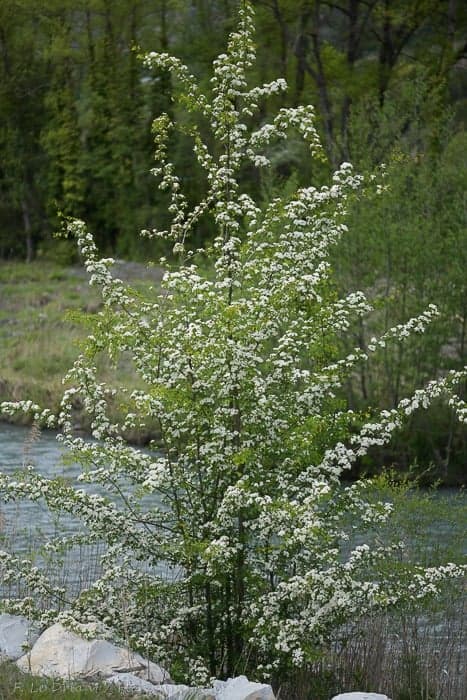 Aubépine - photo 1