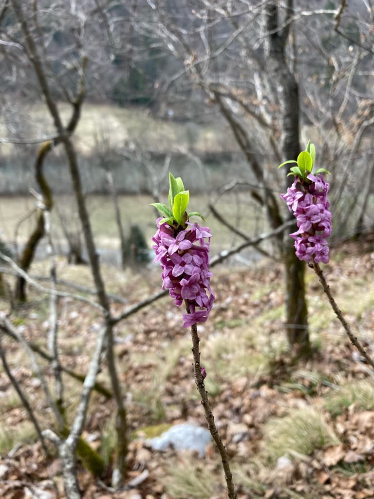 Bois-joli : grappes de fleurs surmontées d'un bouquet de jeunes feuilles