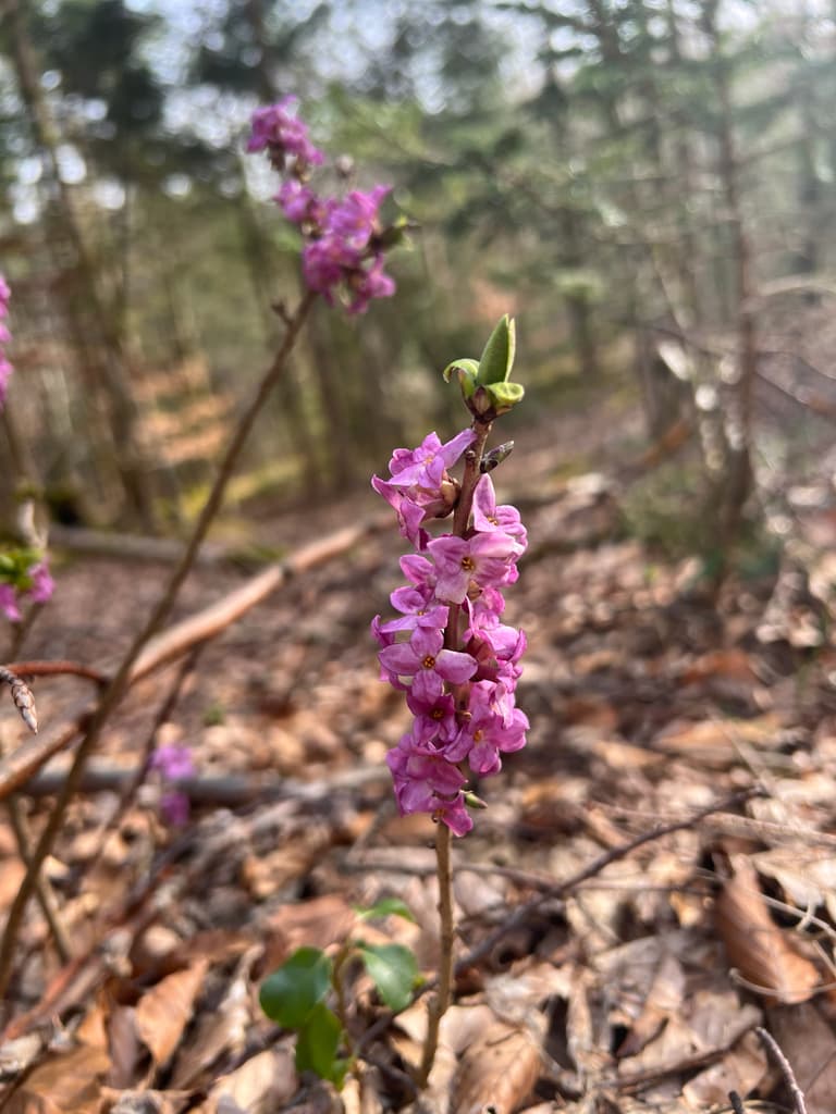 Bois-joli : fleurs roses parfumées en grappe le long du rameau
