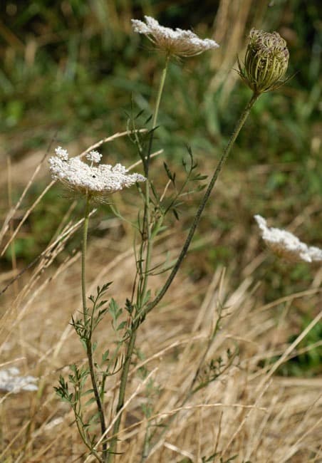 Carotte sauvage - photo 1