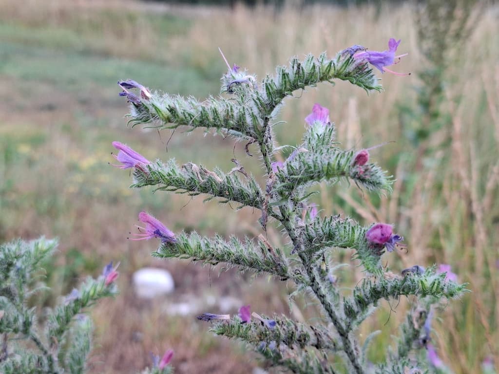 Echium vulgare - photo