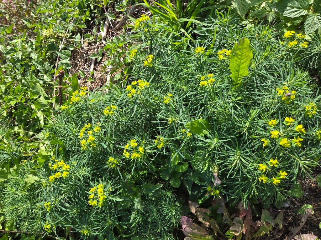 Euphorbe petit-cyprès : touffe dense en fleurs