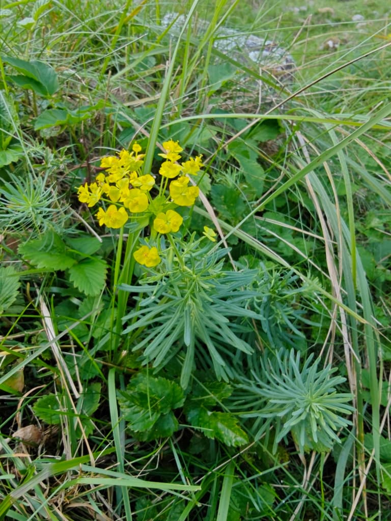 Euphorbe petit-cyprès : tige fleurie dans une pelouse