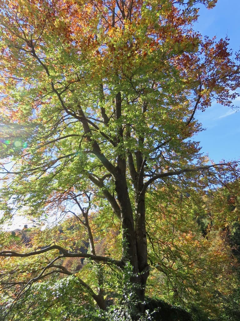 Hêtre commun : arbre au feuillage d'automne sur un versant