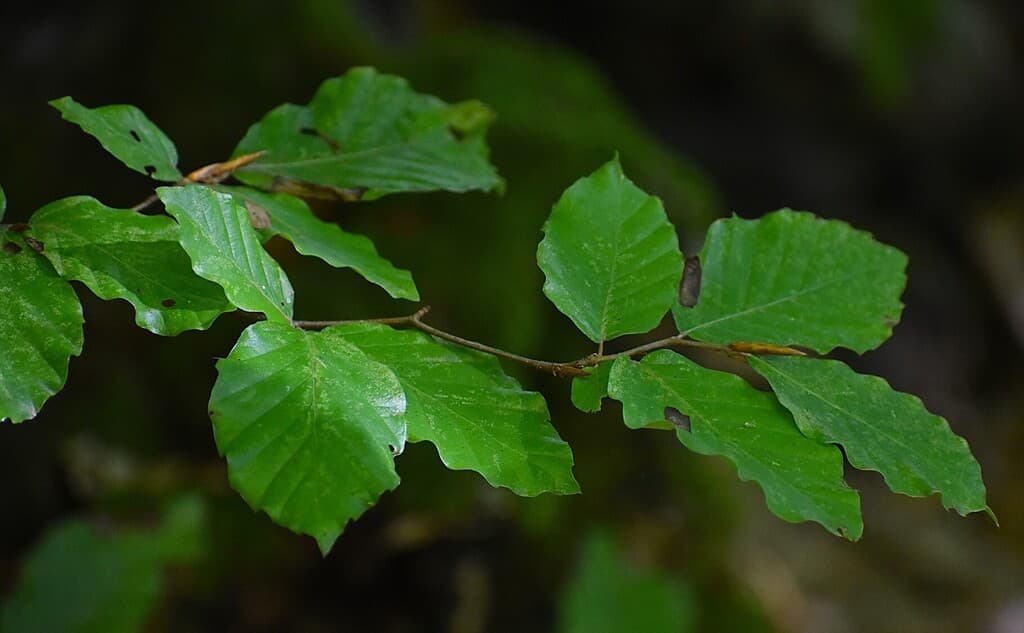 Hêtre commun : rameau aux feuilles ovales à bord ondulé