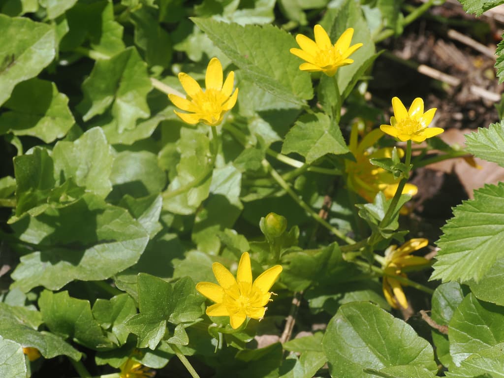 Ficaire : touffe en fleurs aux fleurs jaune vif et feuilles en cœur