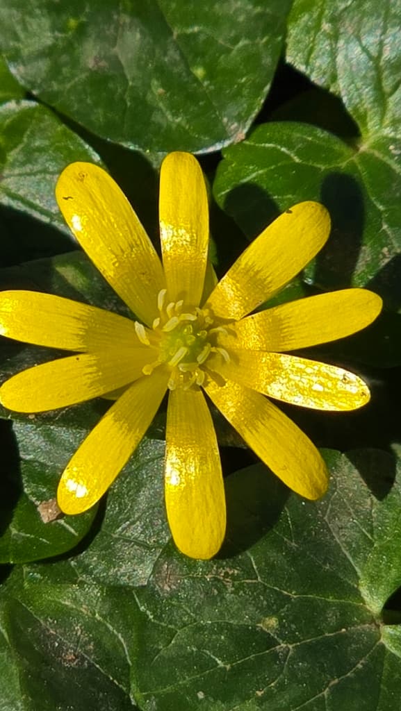 Ficaire : fleur vue de dessus, une dizaine de pétales jaunes luisants